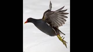 Download lagu SUARA BRUNG PERUK TERBARU SUARA ANDALAN  RASAKAN HASILNYA mp3