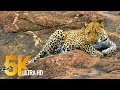 5K African Wildlife - Kruger National Park in South Africa - 1.5 HRS