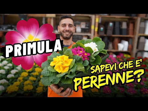 Primula: Sapevi che è una Pianta Perenne? Scopri Come si Cura e Come Farla Durare!