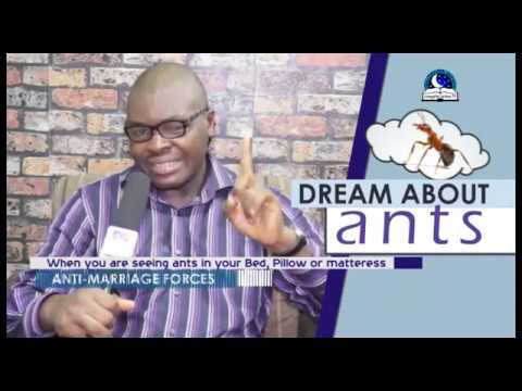 DREAM ABOUT ANTS  I Find Out The Biblical Meaning of Ants In Dreams I