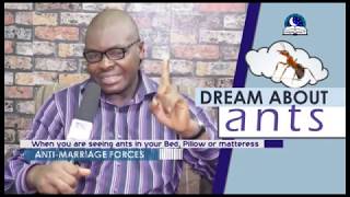 DREAM ABOUT ANTS  I Find Out The Biblical Meaning of Ants In Dreams I