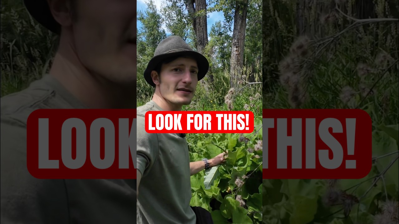 When to harvest burdock flower stalks. Foraging tip🌱 #foraging #forager #foragedfood