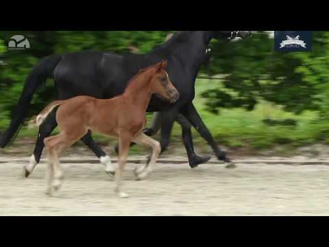 "VIVIENNE" SF 2020  v. Valdiviani x Sandro Hit