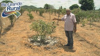 Preservação aumenta quantidade de frutíferas nativas na caatinga - Programa Rio Grande Rural