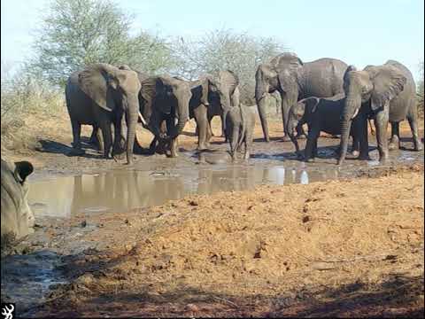 Caught on camera trap! Elephants and rhino wallowing in the mud..