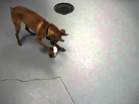 Meet Colby a Miniature Pinscher currently available for adoption at Petango.com! 7/7/2011 3:21:44 PM