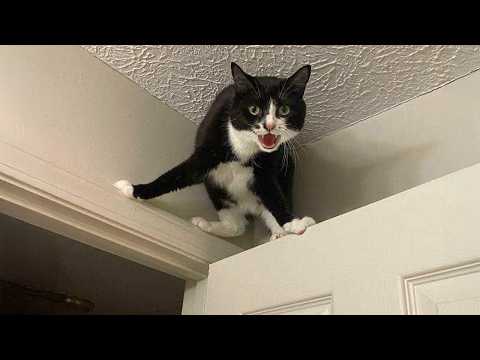 Agent de chat en mission vidéos de chats les plus drôles 2025