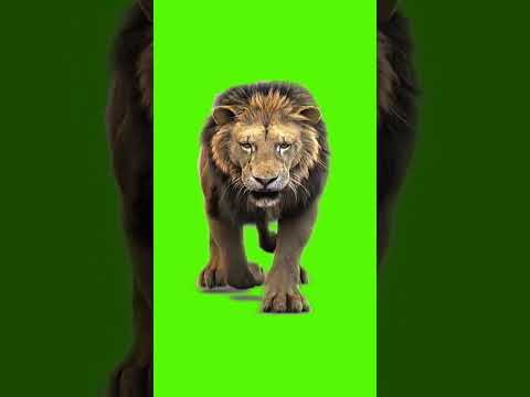 Lion Green screen effects for free #greenscreen #greeneffect #effect #screeneffect