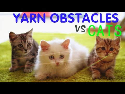 [Funny cats] Cats vs yarn obstacles, Agent Cat's Obstacle Avoidance Challenge