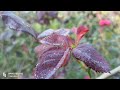 Roja Song WhatsApp Status I Want To Natural Flavour