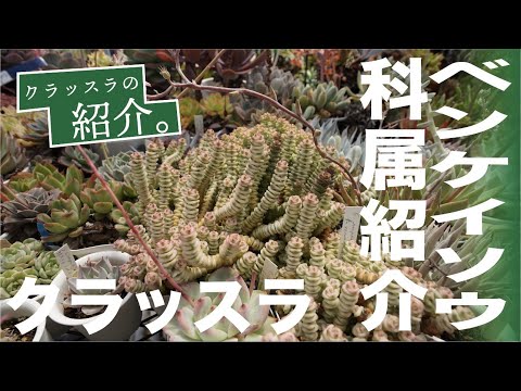 Senecio (属)について詳しく解説