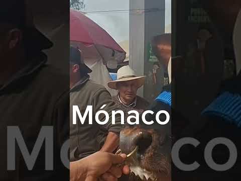 Mónaco Toro de Cienega Boyacá