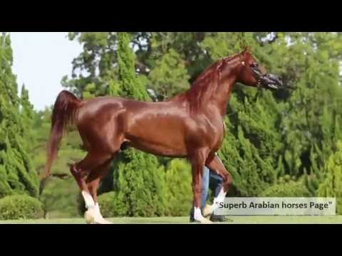 Most beautiful Arabian Stallion.