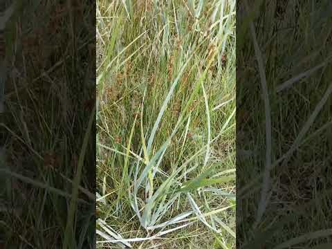 Strandroggen (Leymus arenarius): So bändigst du das wilde Dünengras im Naturgarten