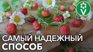 Земляника Али Баба описание ремонтантного сорта клубники его характеристики правила выращивания виктории и фото