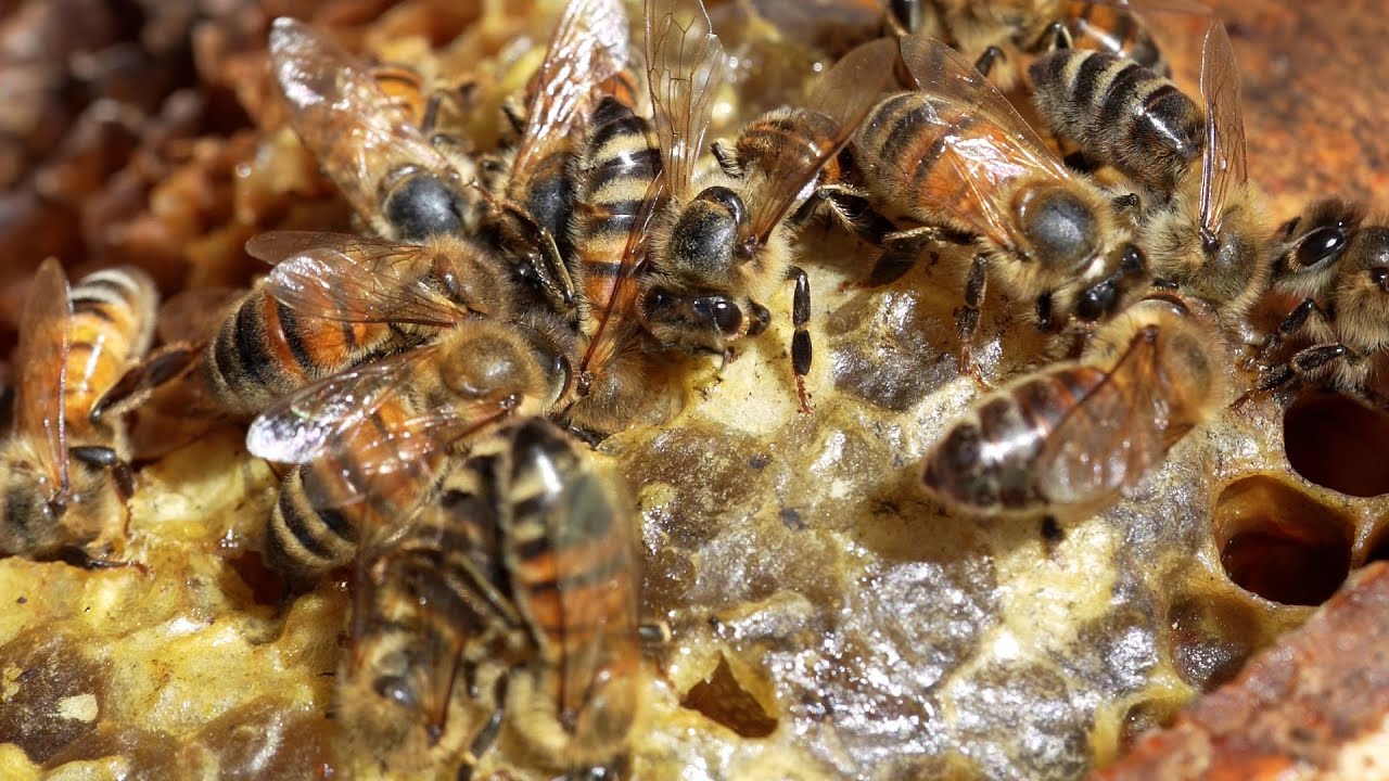 Beekeeping | Assignment Maine