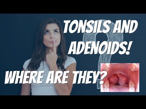 WHERE ARE THE TONSILS AND ADENOIDS