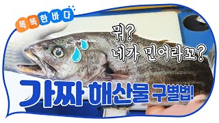 뭐? 네가 민어라꼬? 찐 해산물 구별 방법이 궁금하다면? [똑똑한 바다]