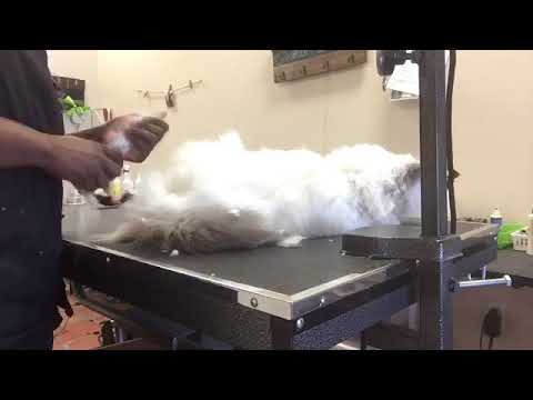 grooming a Persian cat