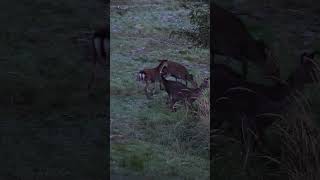 Sikajagd im Oktober 🍂 von ⁨@jagenNRW⁩