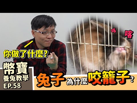 兔子關籠子