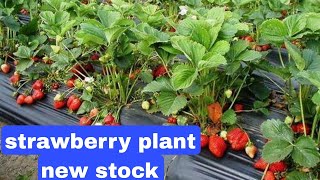 strawberry plants for sale all india courier available / strawberry plants in Kerala