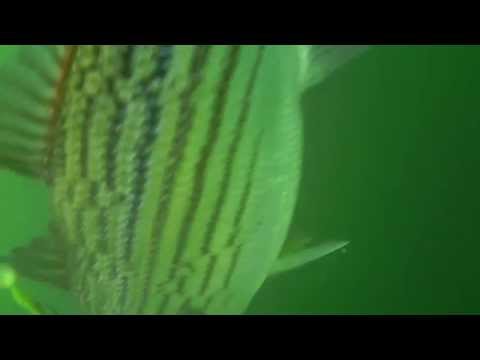 Water Wolf Camera Footage Striper Fishing on Smith Mountin Lake, VA