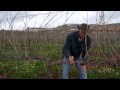 How To Prune Grapevines With Joshua Waller ...