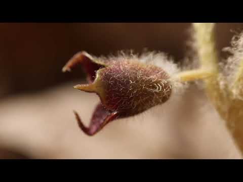 Haselwurz (Asarum europaeum)