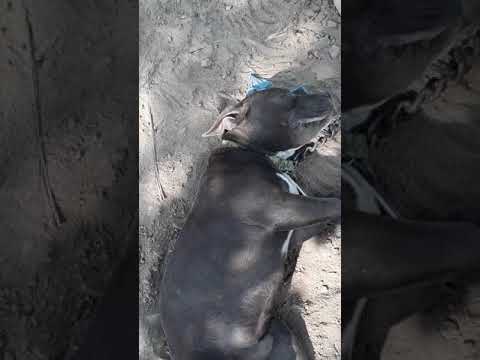 Mahendra pratap singh dog cannel mugalsarai baburi chandauli mobile no ,9559018090, 8808655385