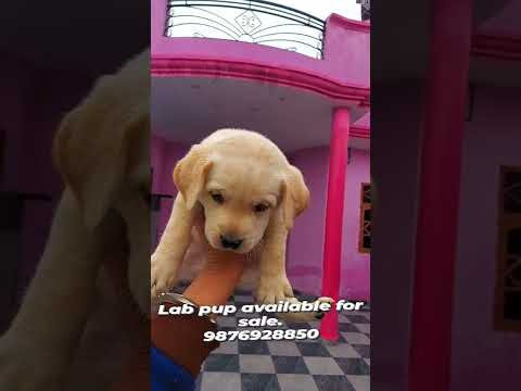 Labrador pup available. Location Tarn Taran Punjab. 9876928850