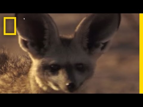 Meet the Bat-Eared Fox | National Geographic