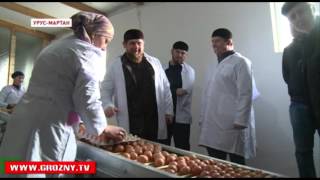 Халяльное импортозамещение:  Урус-Мартановская птицефабрика готовится к расширению производства