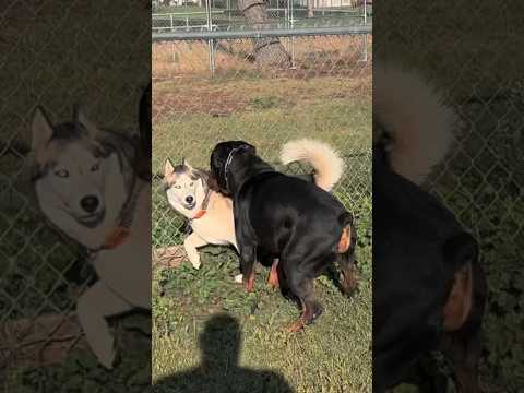 Rottweiler vs Husky 🐾