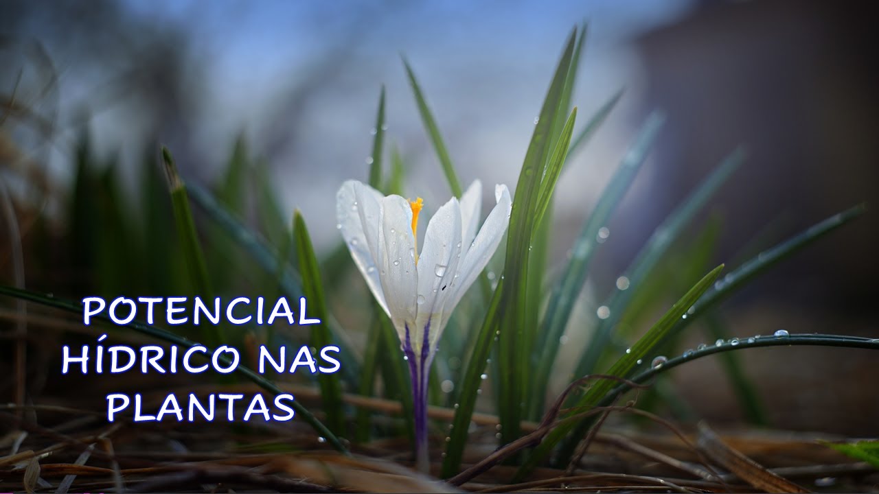 Potencial Hídrico nas Plantas