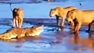 Epic Fight: Lions Attack a Crocodile (2 sets of fighting)
