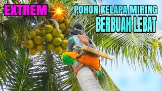 Download lagu EXTREME‼️ CLIMBING A SLOPED COCONUT TREE WITH LOTS OF FRUIT mp3
