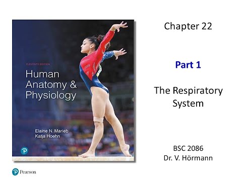 (FAU BSC 2086) Chapter 22 The Respiratory System Part 1