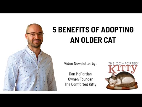 5 Benefits of Adopting an Older Cat