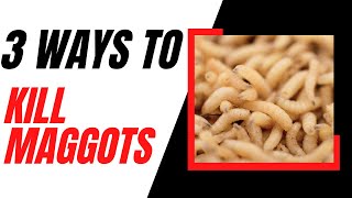 3 Ways to Kill Maggots | How to Kill Maggots