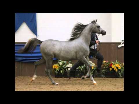 UKIAHS - 2012 - Championships DVD