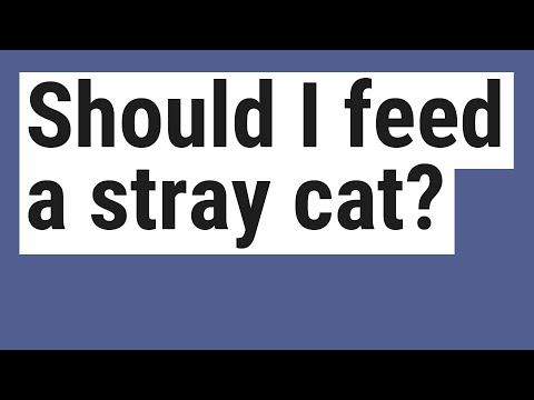 Should I feed a stray cat?