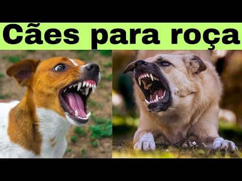 5 BEST DOG BREEDS in Brazil for RURAL PROPERTIES