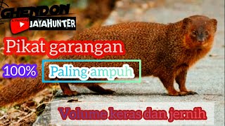 Download lagu PIKAT GARANGAN 100% PALING AMPUH ❗VOLUME KERAS DAN JERNIH #PIKATGARANGAN#PANCINGARANGAN mp3 Download lagu PIKAT GARANGAN 100% PALING AMPUH ❗VOLUME KERAS DAN JERNIH #PIKATGARANGAN#PANCINGARANGAN mp3