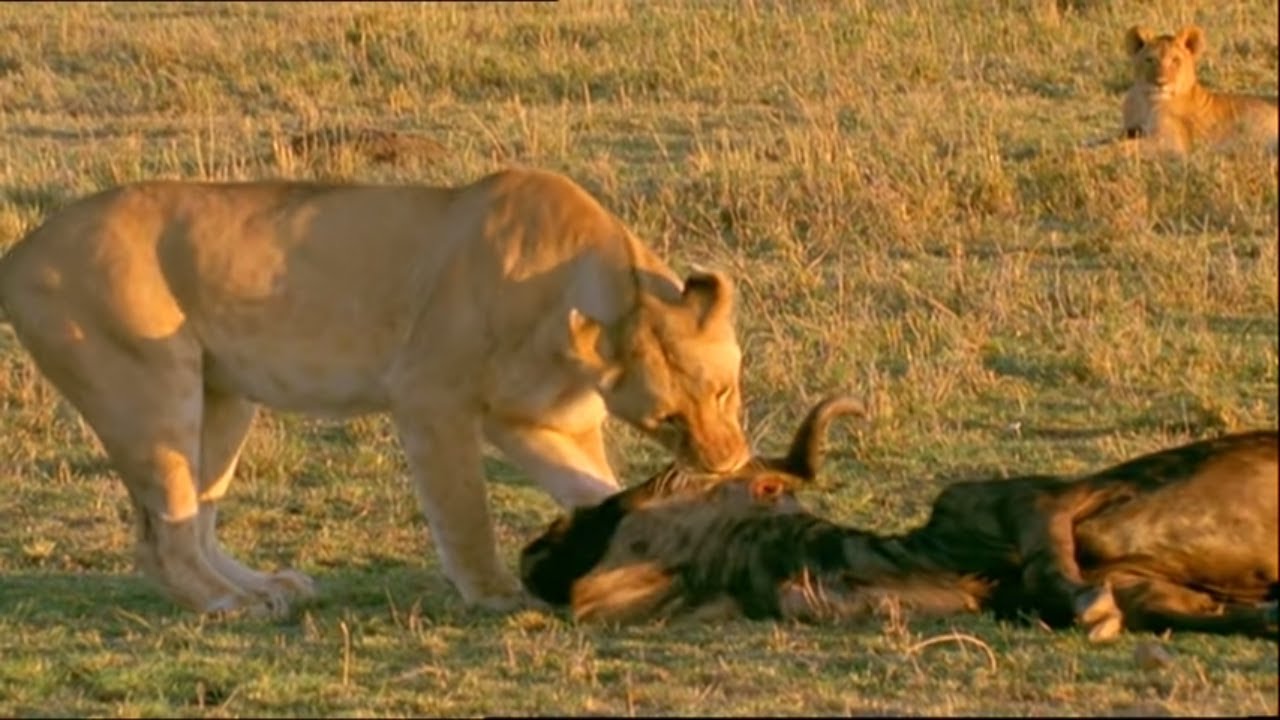 Scavengers : The Savannah Cleaners
