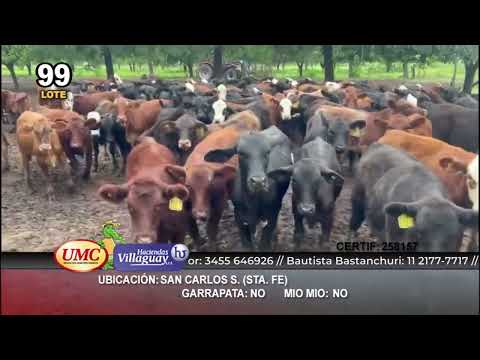 Lote 120 Terneros/as en San Carlos S., Santa Fe