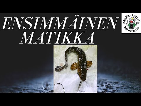 Erämiehen päiväkirja - Mateen pyyntiä iskukoukuilla - ensimmäinen made #kalastus #made