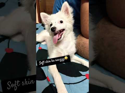 Dimpy ki soft skin🤣🤣 #naturalbeauty #playingtime #funny #cuteanimal #comedy #cutepuppy #pets #dog