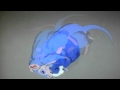 Lemmiwinks vs. Wikileaks 