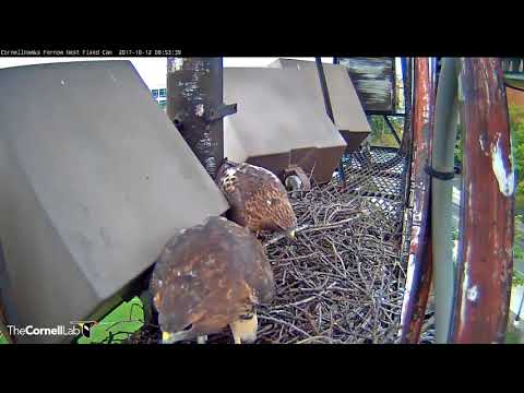 Big Red and Male Red-tail Make An Autumn Visit To Fernow Nest (edited) – Oct. 12, 2017
